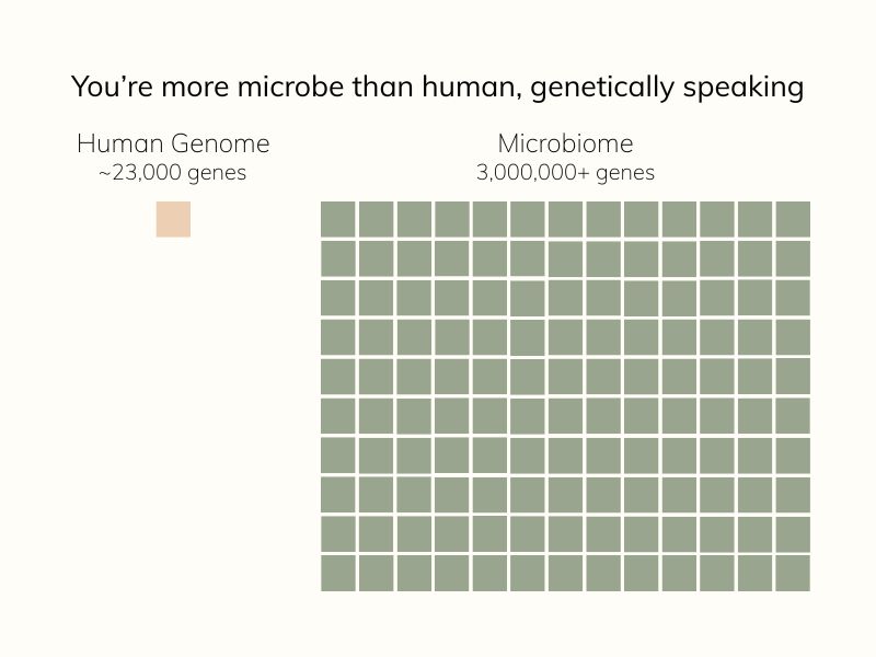 Human microbiome co-evolution Illustration comparing the human genome (~23,000 genes) to the microbiome's 3+ million genes, showing 1 square for human genes and 130 squares for microbial genes.