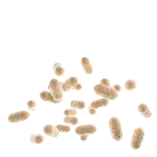 Microscopic illustration of Bacteroides thetaiotaomicron, a prominent gut bacterium known for its ability to break down complex carbohydrates.