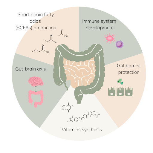 Illustration of the human gut surrounded by five labeled functions of the gut microbiome: digestive support, immune training, barrier protection, vitamin synthesis, and mood/brain function.