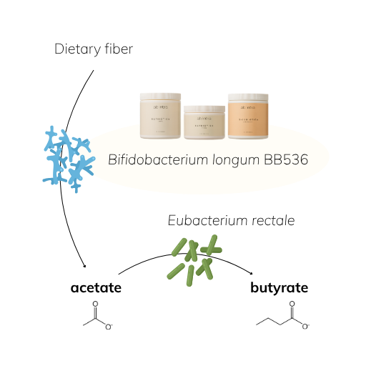 Illustration showing how Bifidobacterium longum BB536 produces acetate that fuels Eubacterium rectale to produce butyrate, supporting gut lining health.