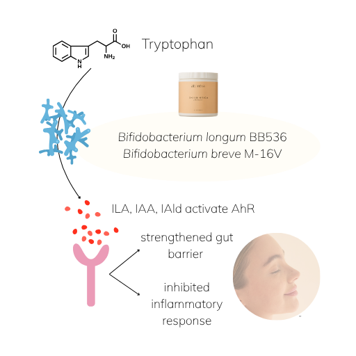 Illustration showing how BB536 and M-16V convert tryptophan into ILA, IAA, and IAld, which activate the aryl hydrocarbon receptor (AhR) to strengthen gut barrier and reduce inflammation.