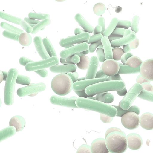 Illustration of bacilli and cocci bacteria, representing the diverse microbial residents of the human gut microbiome.