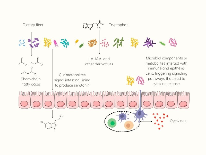Illustration showing how cytokines, serotonin, short-chain fatty acids (SCFAs), and tryptophan derivatives are produced in the gut and influence skin health.