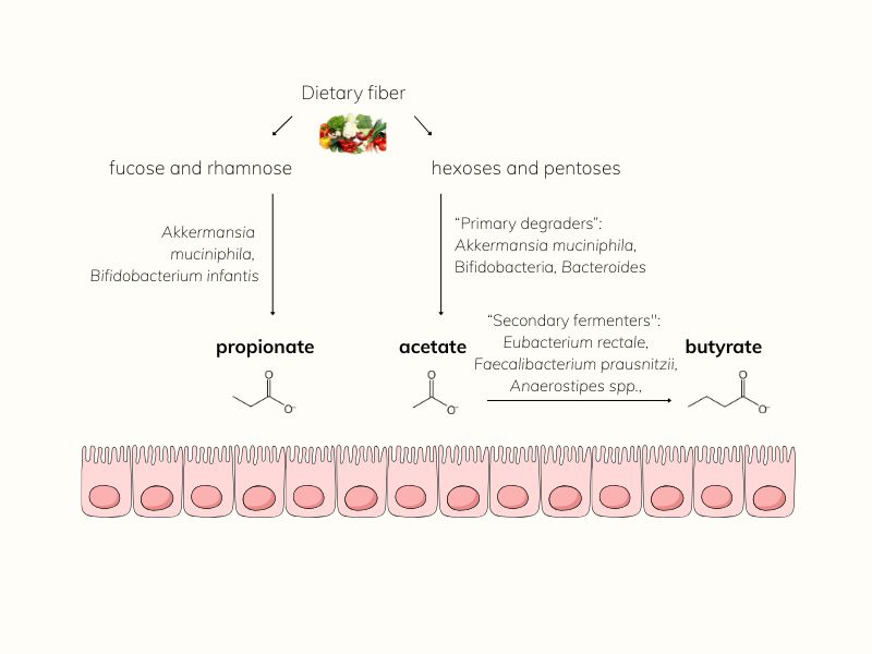 Diagram of fiber fermentation showing how primary degraders break down complex fibers, enabling secondary fermenters to produce short-chain fatty acids.
