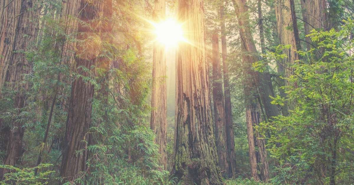 Sunlight filtering through a lush forest canopy, symbolizing the diversity and balance of the gut microbiome.