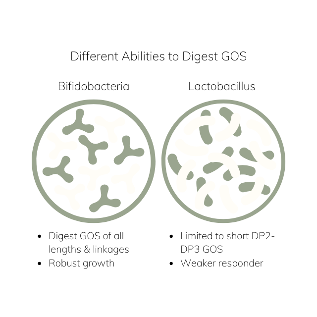 Illustration of Bifidobacteria and Lactobacillus showing differences in galactooligosaccharide (GOS) utilization—Bifidobacteria can digest GOS of all chain lengths and linkages, while Lactobacillus grows poorly and uses only short DP2–DP3 GOS.