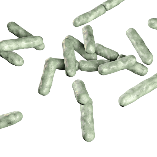 Microscopic image of Bifidobacterium, a beneficial gut bacterium known for supporting digestive and immune health.