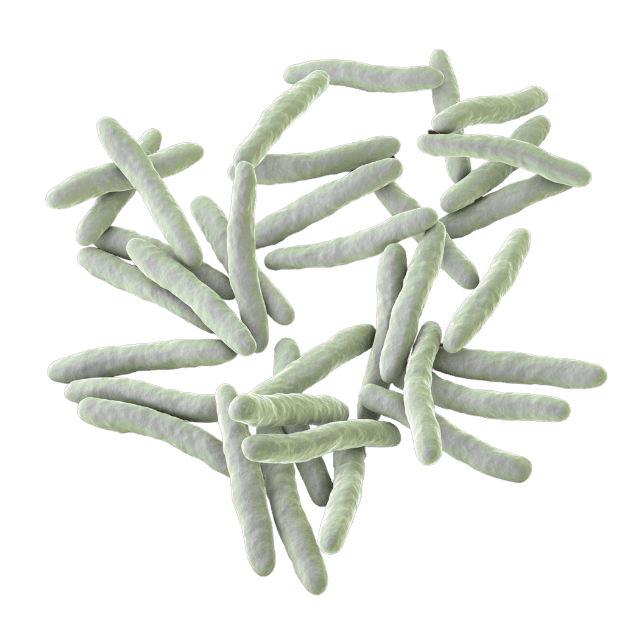 Microscopic view of Bilophila wadsworthia, a gut bacterium that produces hydrogen sulfide from taurine in meat and dairy.