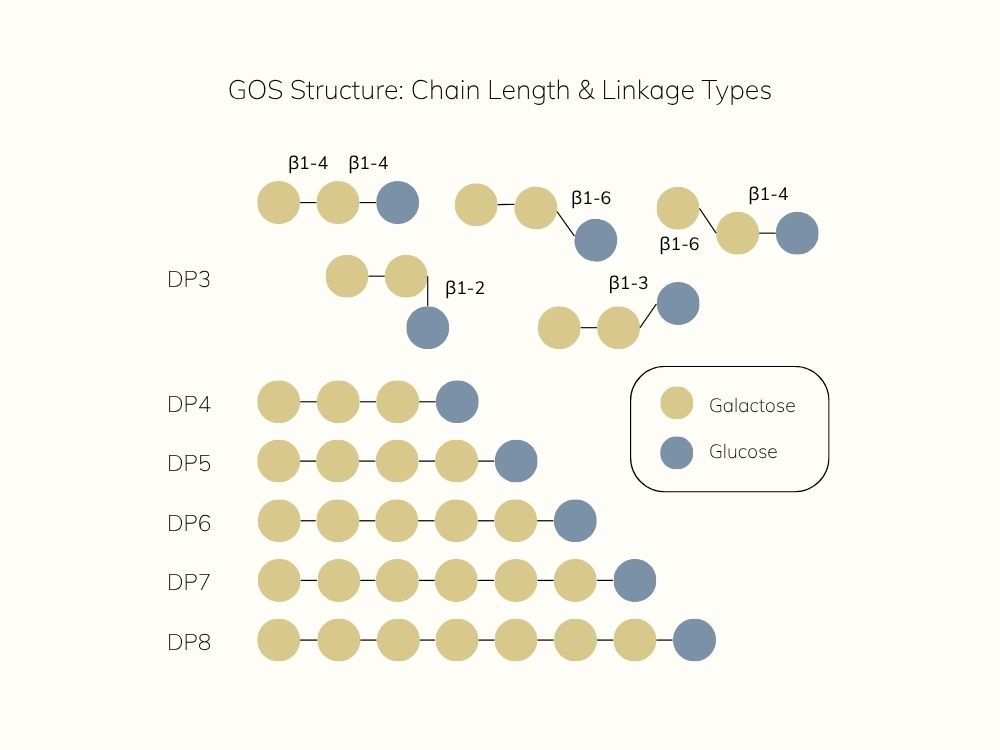 Illustration showing degree of polymerization (DP) and glycosidic bond variations in β-GOS, with examples of DP3 linkages and linear β(1→4) chains for DP4 to DP8.