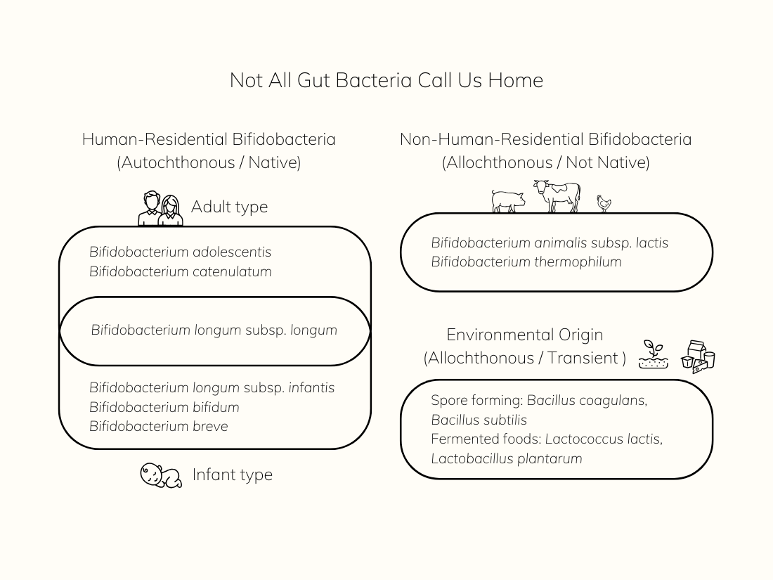 Illustration showing ecological distribution of gut bacteria, comparing human-residential bifidobacteria (infant and adult types), non-human-residential bifidobacteria, and transient environmental probiotics such as spore-forming Bacillus species.