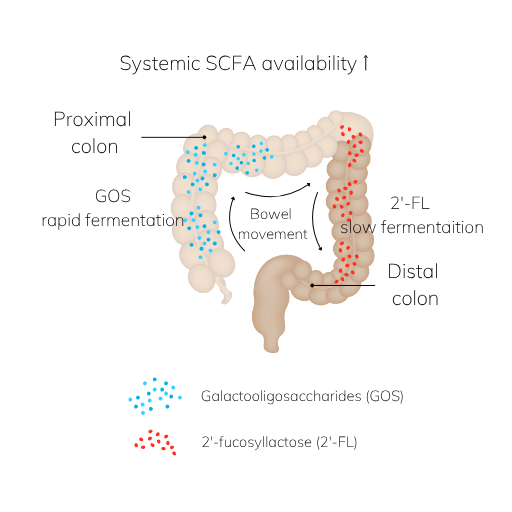 Illustration of colon showing proximal and distal regions, bowel movement direction, and how GOS ferments in the proximal colon while 2’-FL reaches the distal colon to produce short-chain fatty acids (SCFAs) for systemic benefits.