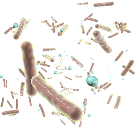 Why support your gut main image - Gut microbiome with bacteria interacting and producing beneficial compounds